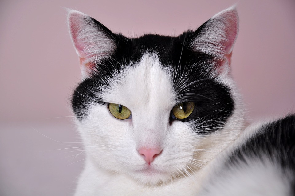 cute cat