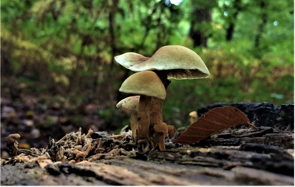 magic mushroom